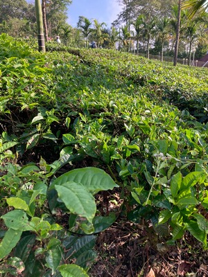 Tea Leaves